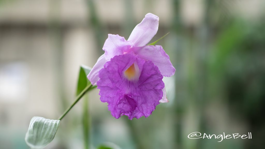 ソブラリア マクランタ Flower Photo1
