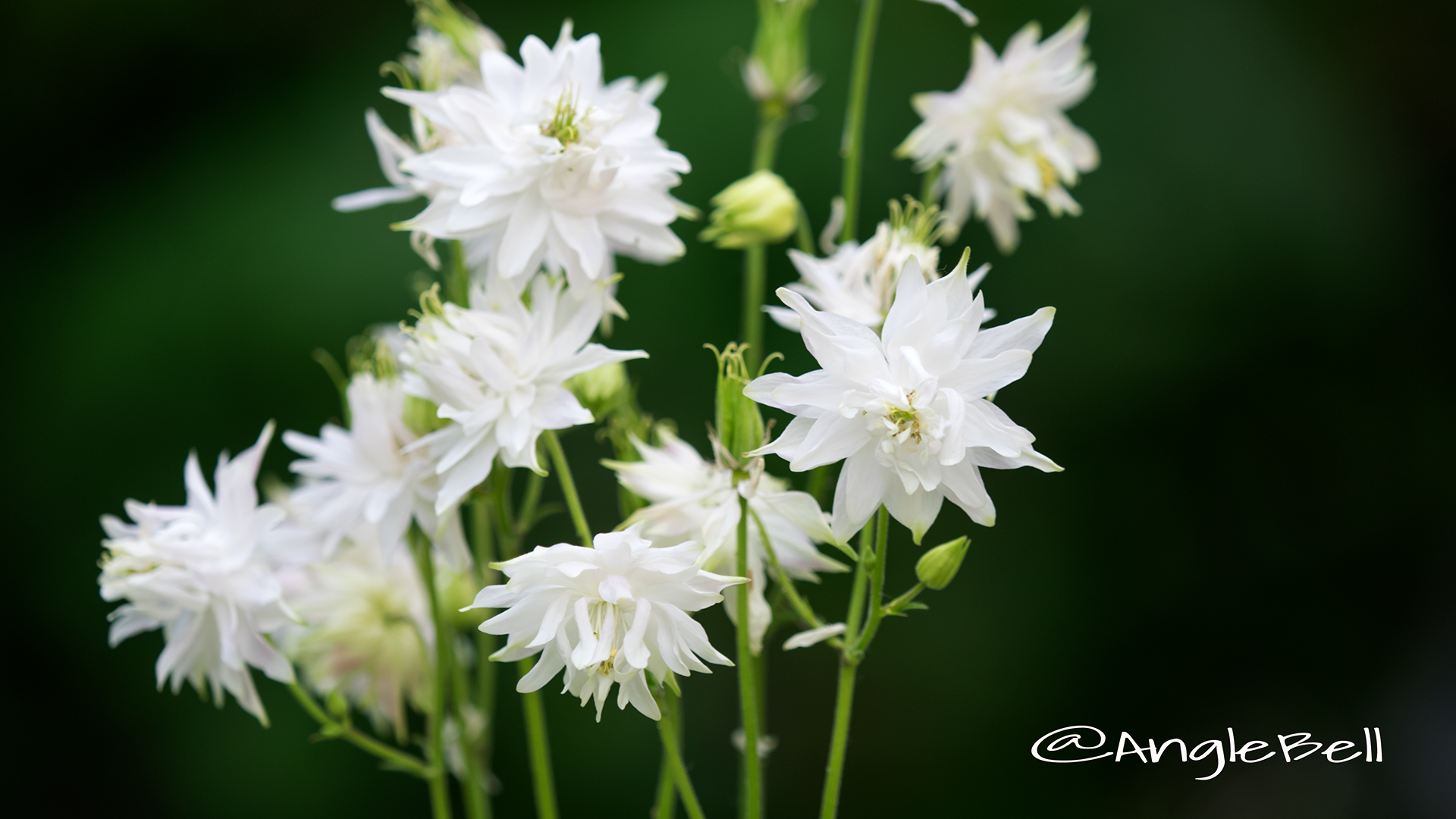 セイヨウオダマキ グリーンアップルズ Flower Photo3