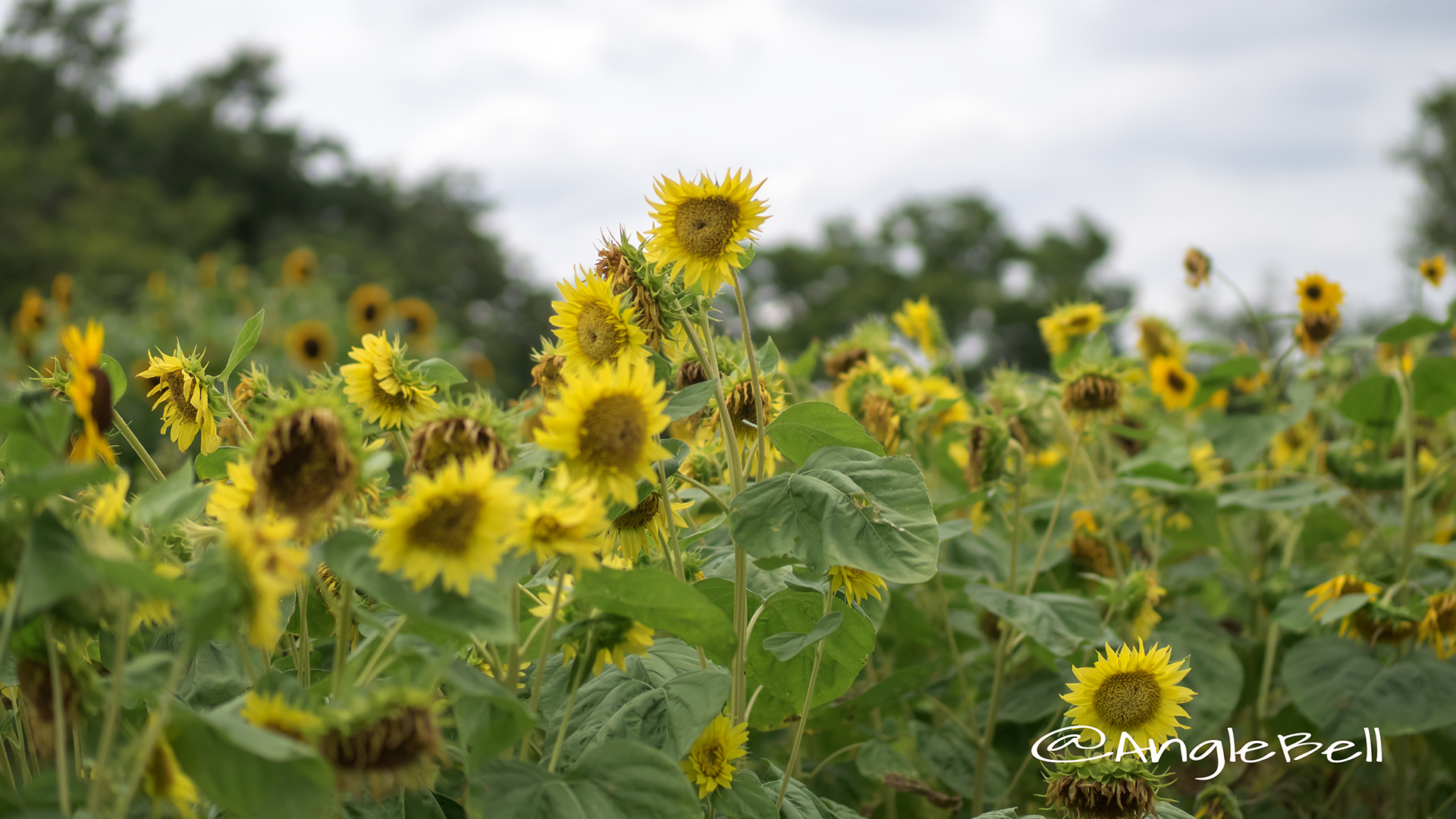 ヒマワリ モネ Flower Phot3