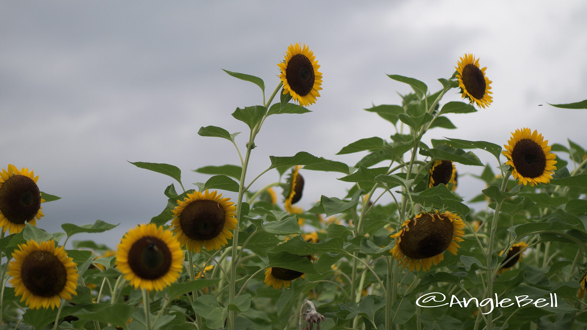 ヒマワリ かがやき Flower Photo3