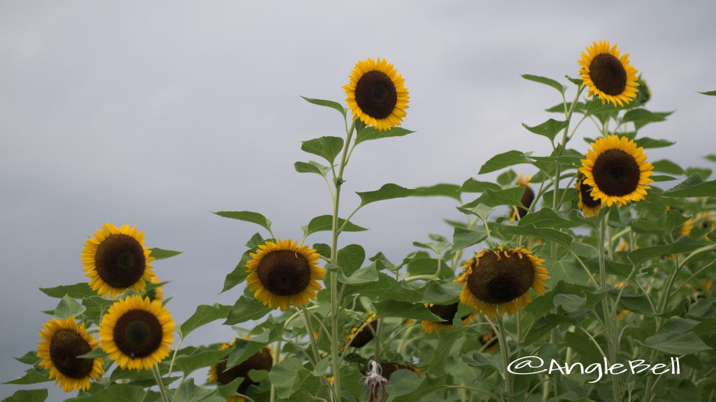 ヒマワリ かがやき Flower Photo1