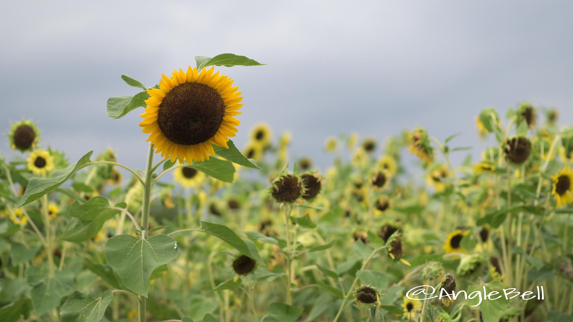 ヒマワリ かがやき Flower Photo2