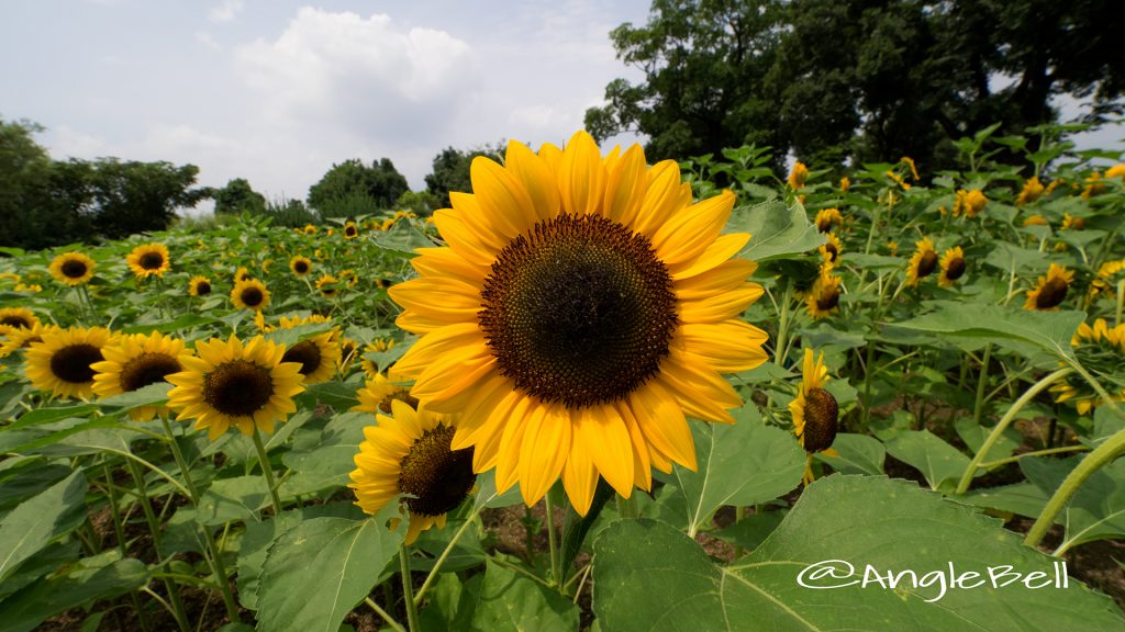 ヒマワリ サンリッチマンゴー Flower Photo1