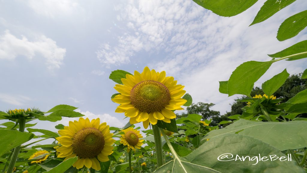 ヒマワリ サンリッチフレッシュレモン Flower Photo1