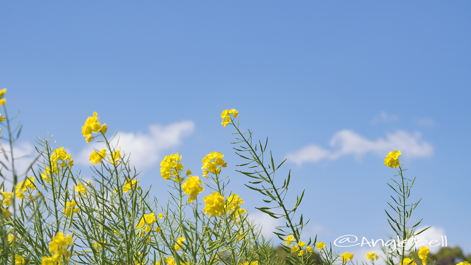 ナノハナ 菜の花 Flower Photo5