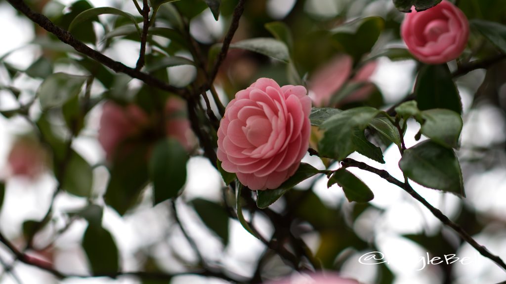 オトメツバキ 乙女椿 Flower Photo1