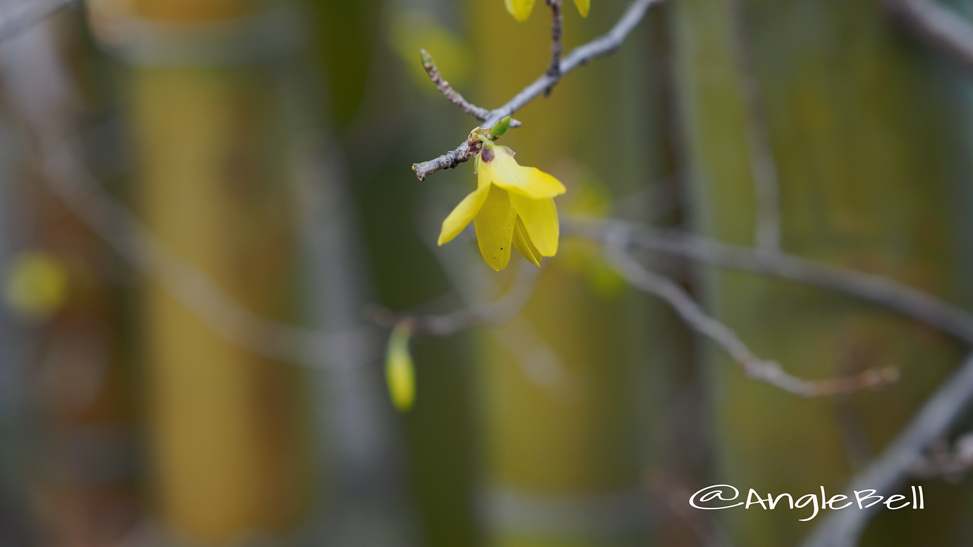 レンギョウ 連翹 Flower Photo1