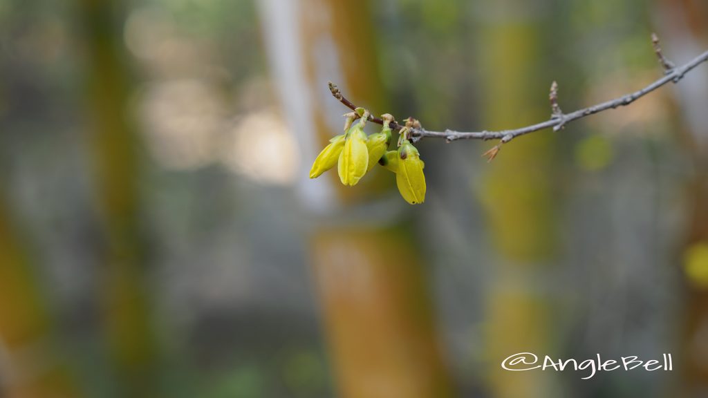 レンギョウ 連翹 Flower Photo2