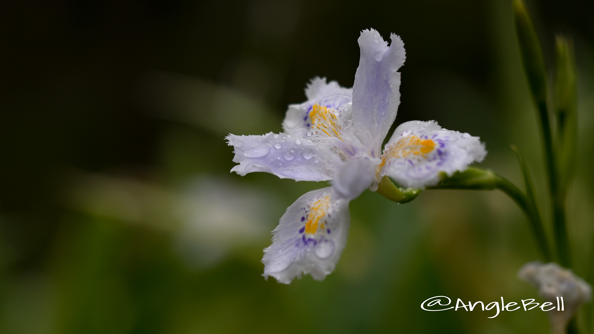 シャガ 著莪 Flower Photo2