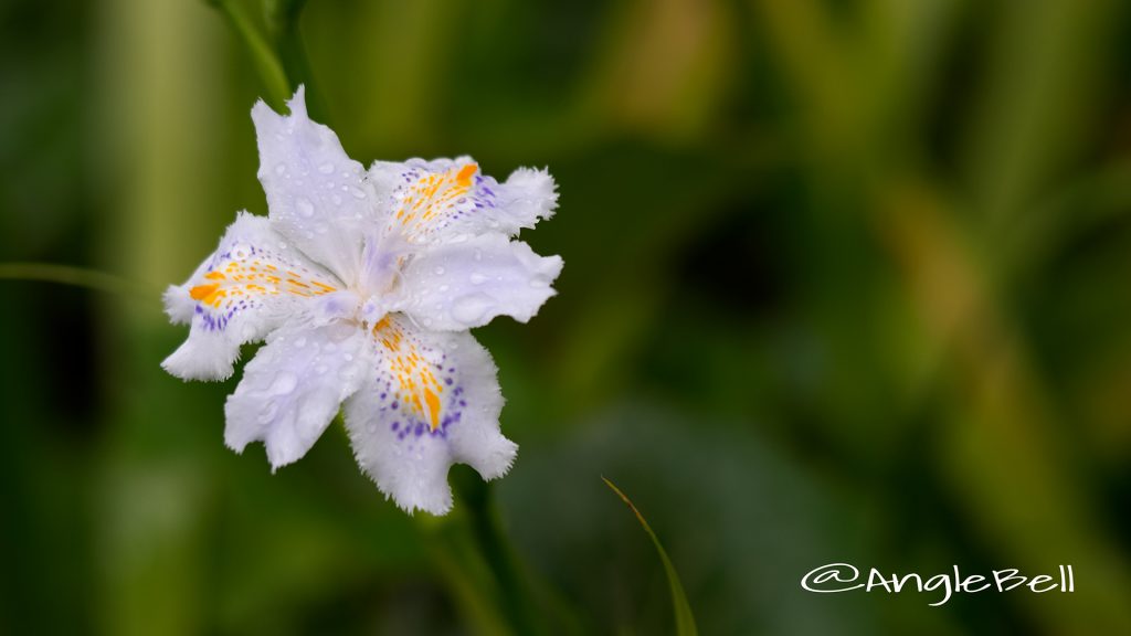 シャガ 著莪 Flower Photo1