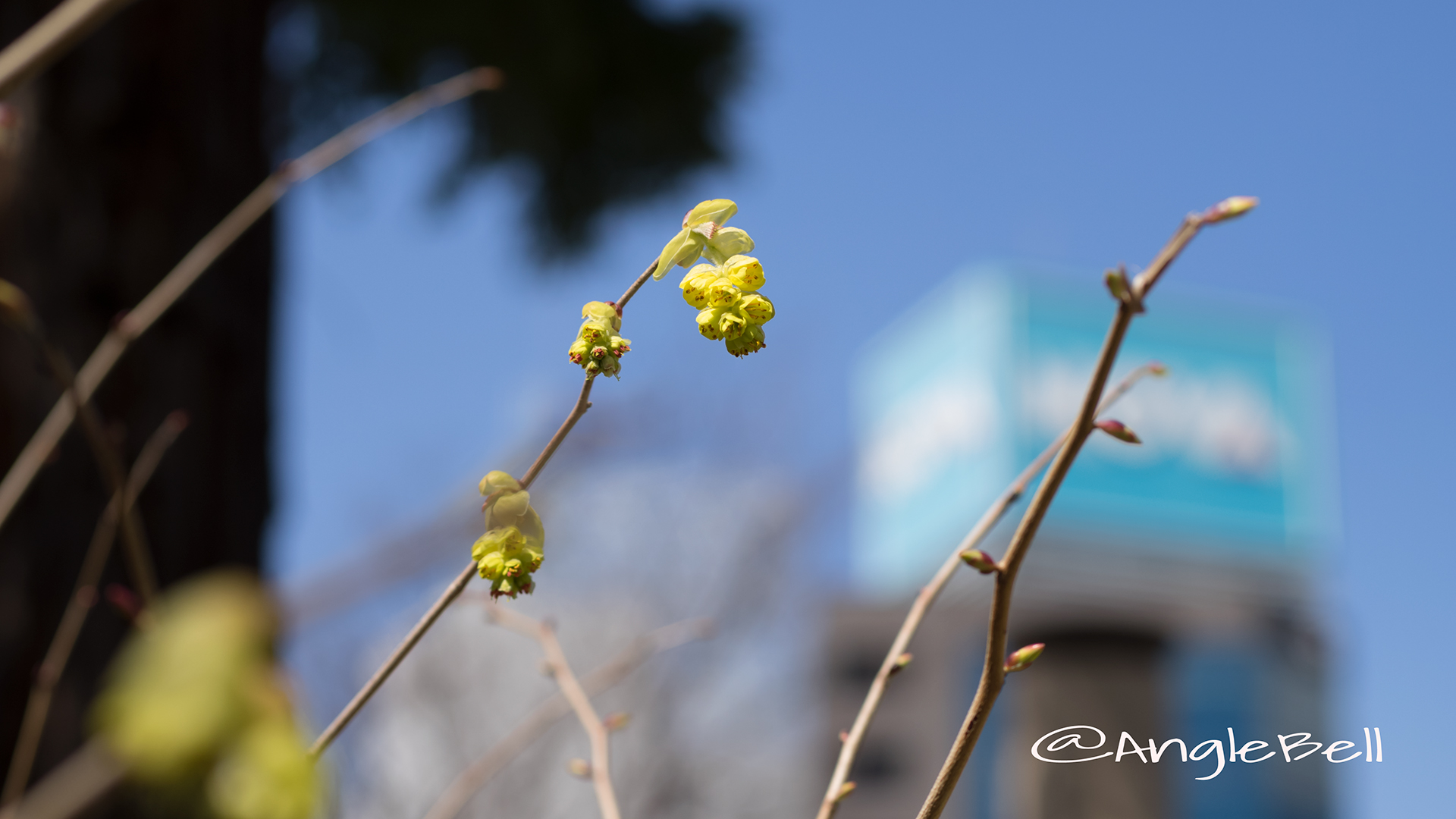 トサミズキ 土佐水木 Anglebell Flowers