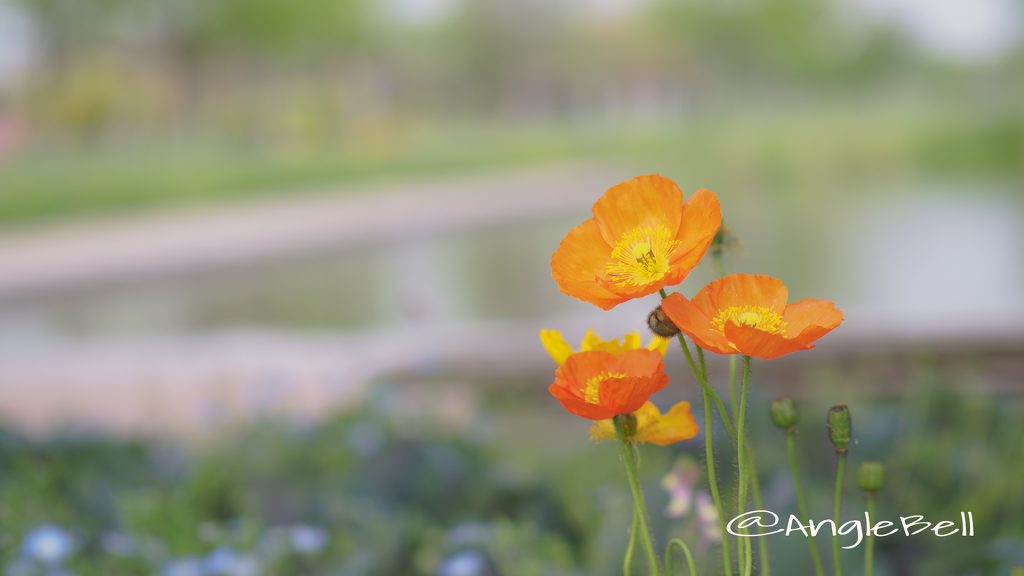 アイスランドポピー Flower Photo1