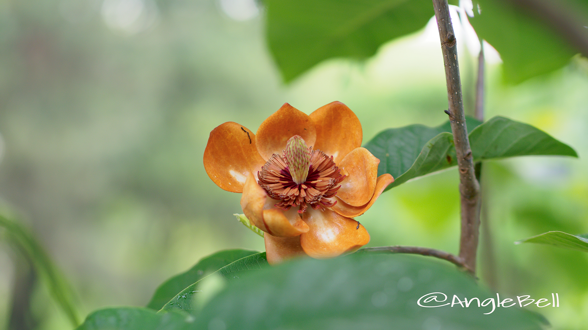 オオヤマレンゲ 大山蓮華 Flower Photo4