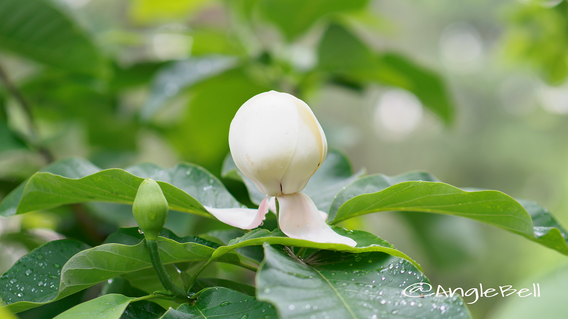 オオヤマレンゲ 大山蓮華 Flower Photo2