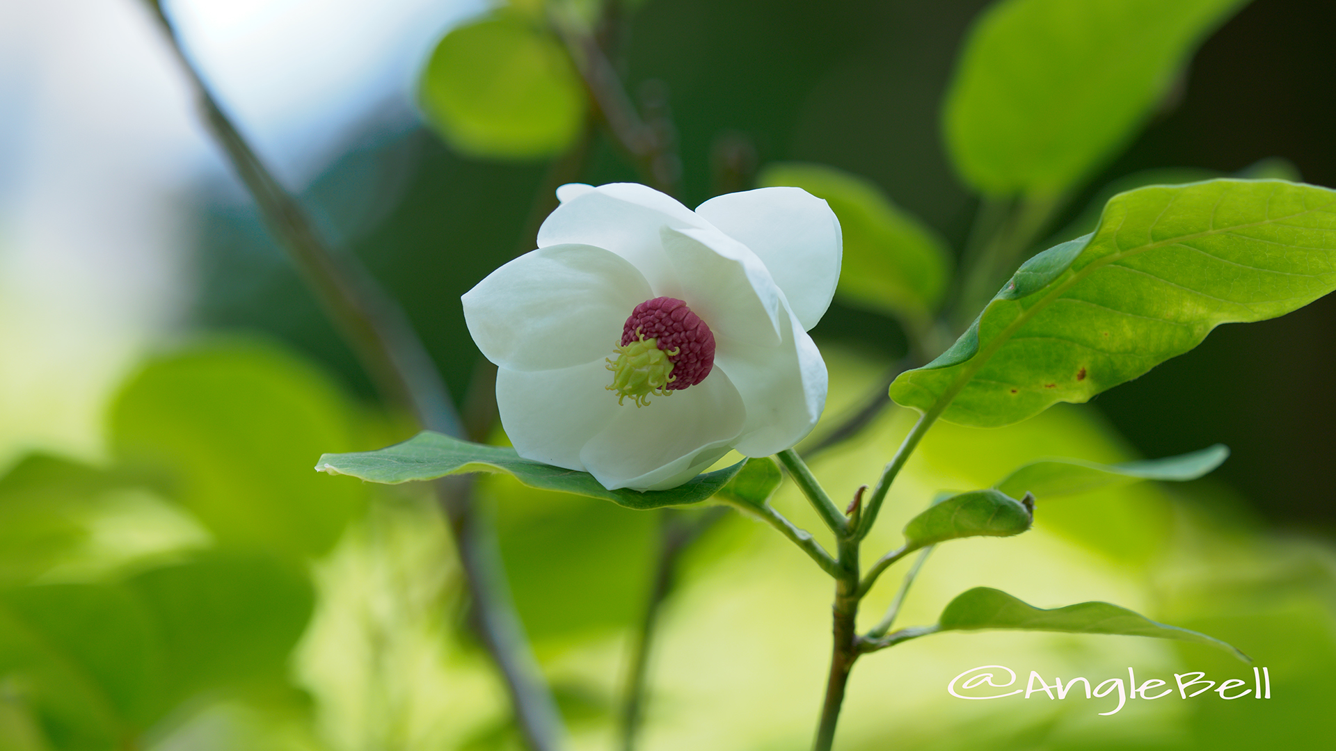 オオヤマレンゲ 大山蓮華 Flower Photo3