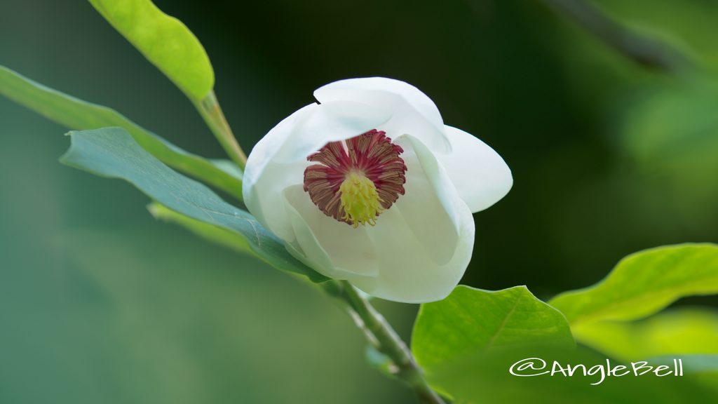 オオヤマレンゲ 大山蓮華 Flower Photo1