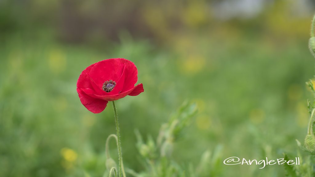 シャーレーポピー Flower Photo1