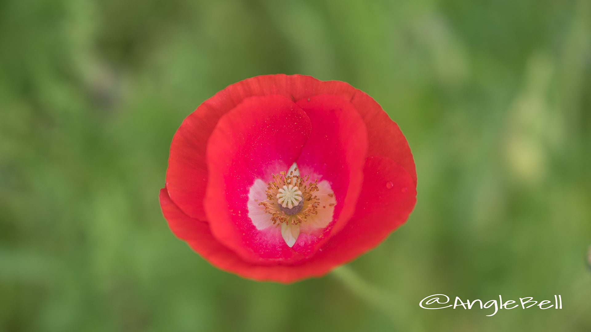 シャーレーポピー Flower Photo3