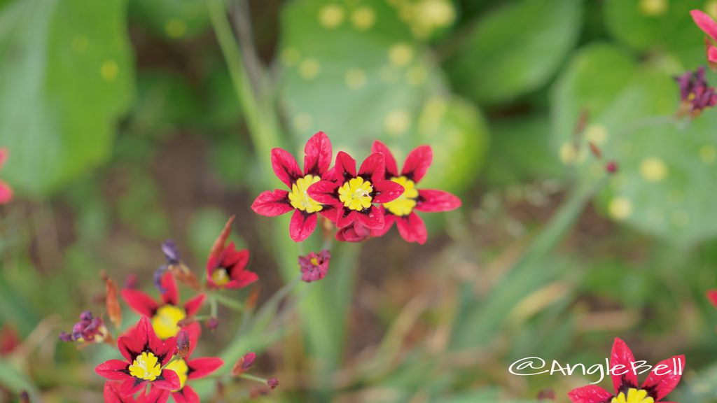 スパラキシス(スイセンアヤメ)_ Flower Photo1