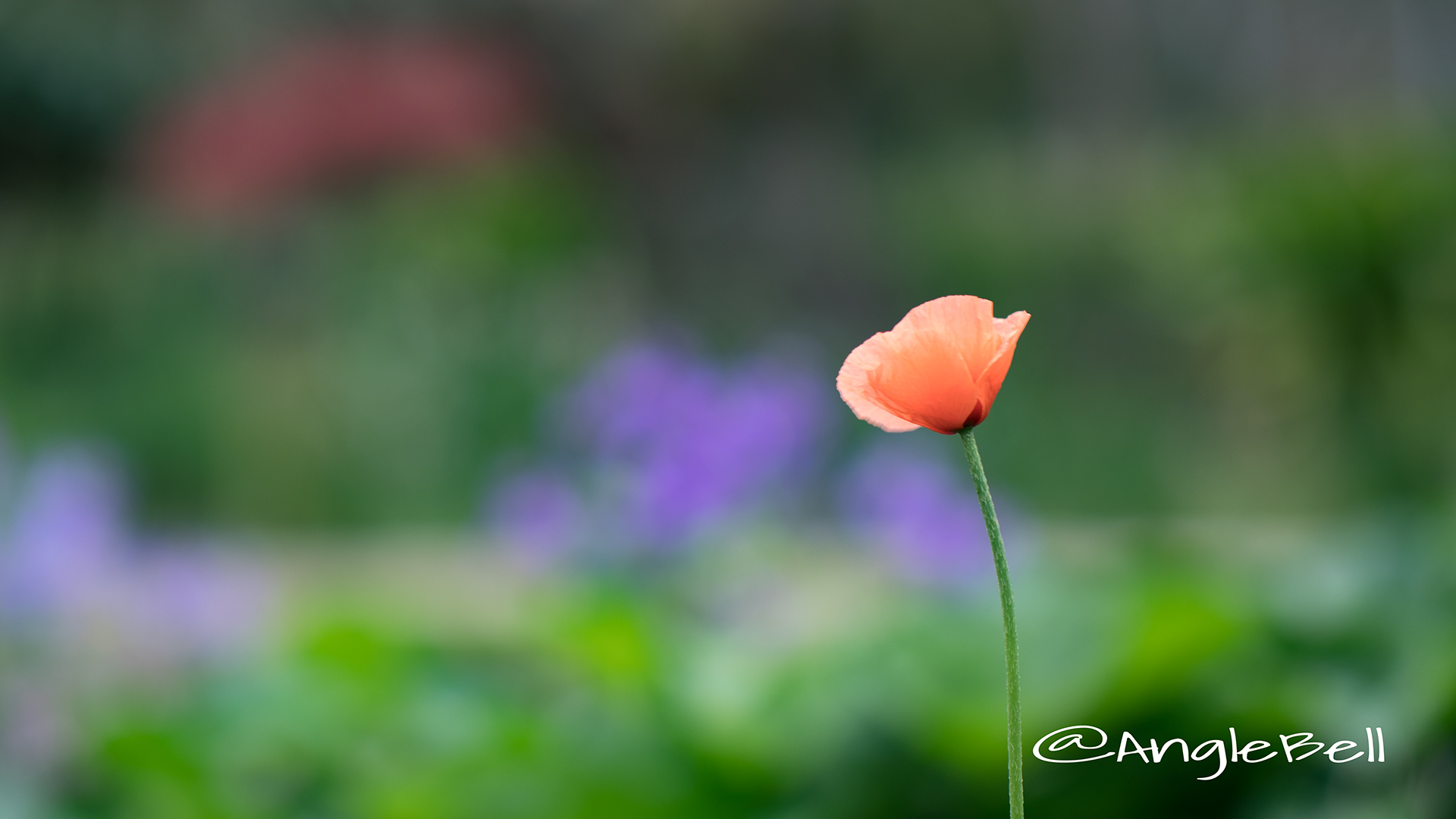 ナガミヒナゲシ Flower Photo2