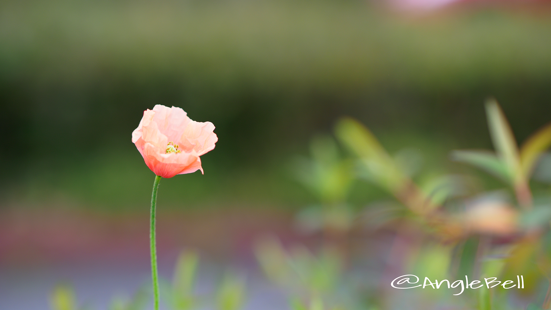 ナガミヒナゲシ Flower Photo3