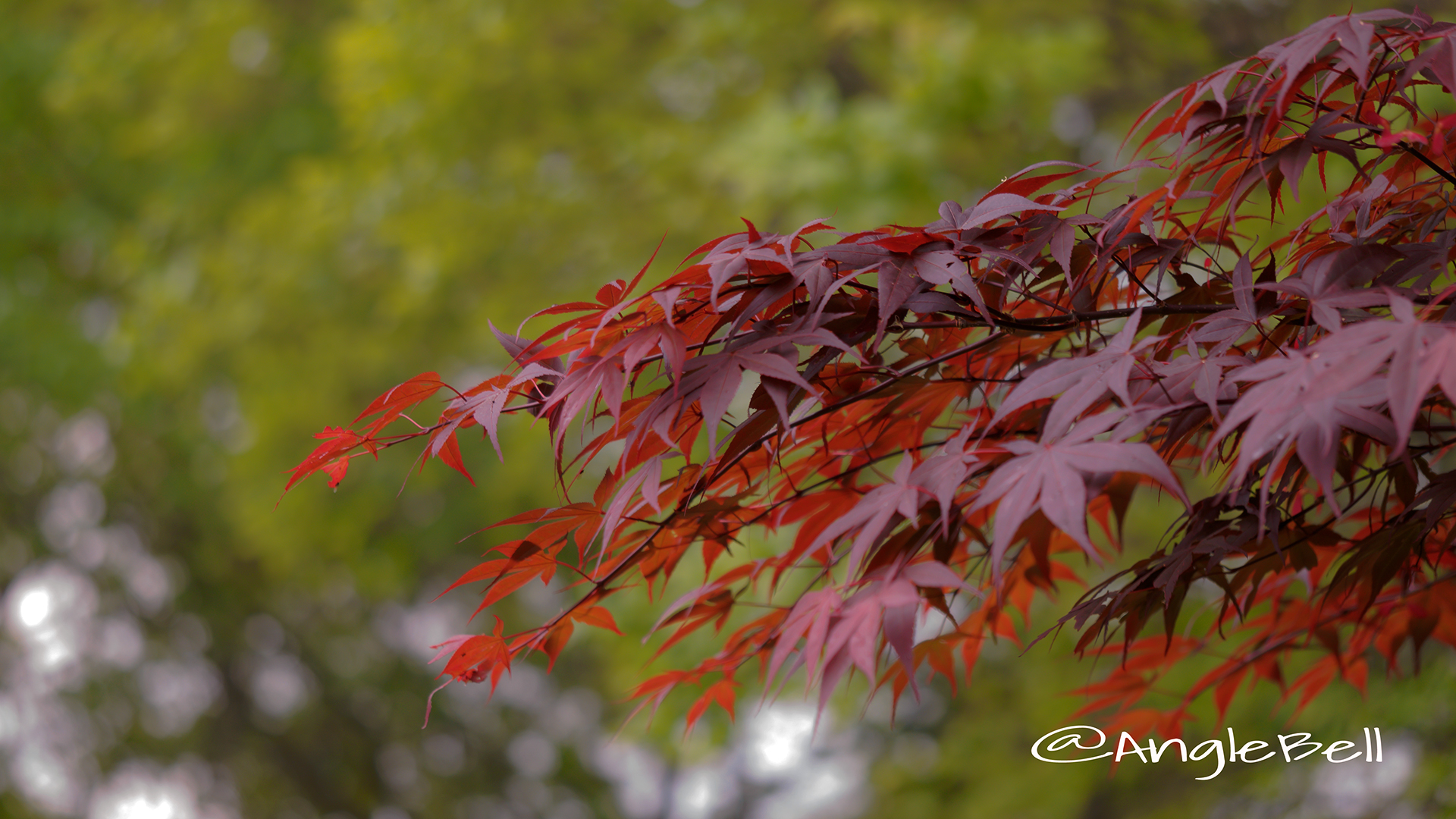 ノムラモミジ 野村モミジ Flower Photo2