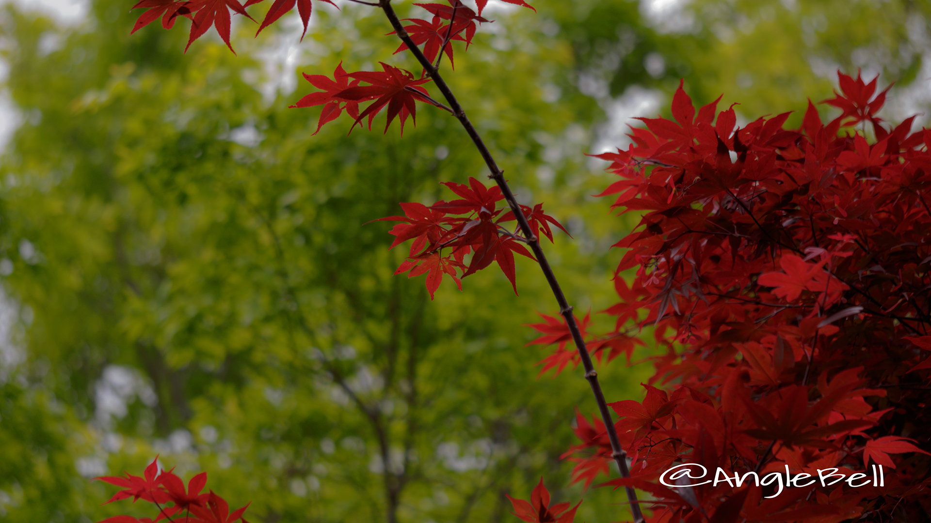 ノムラモミジ 野村モミジ Flower Photo3