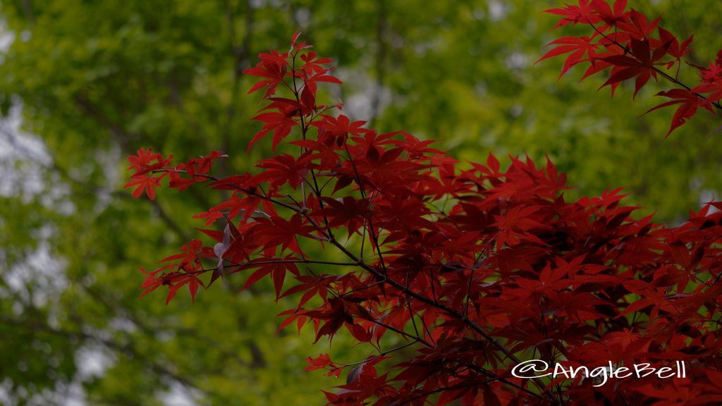 ノムラモミジ 野村モミジ Flower Photo1
