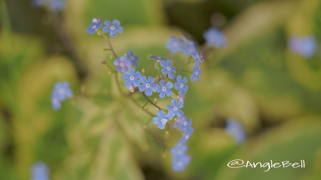 ブルネラ ハンドスペンクリーム Flower Photo1