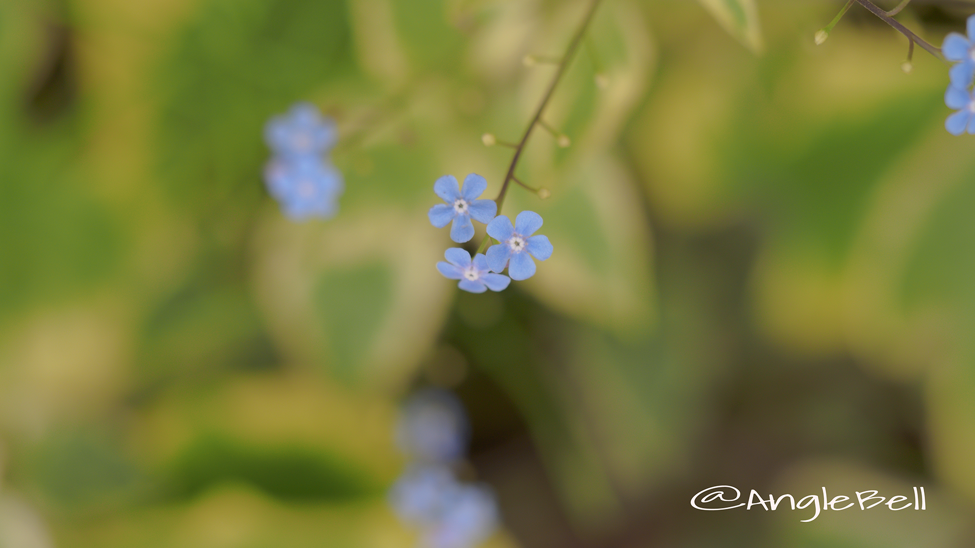 ブルネラ ハンドスペンクリーム Flower Photo2