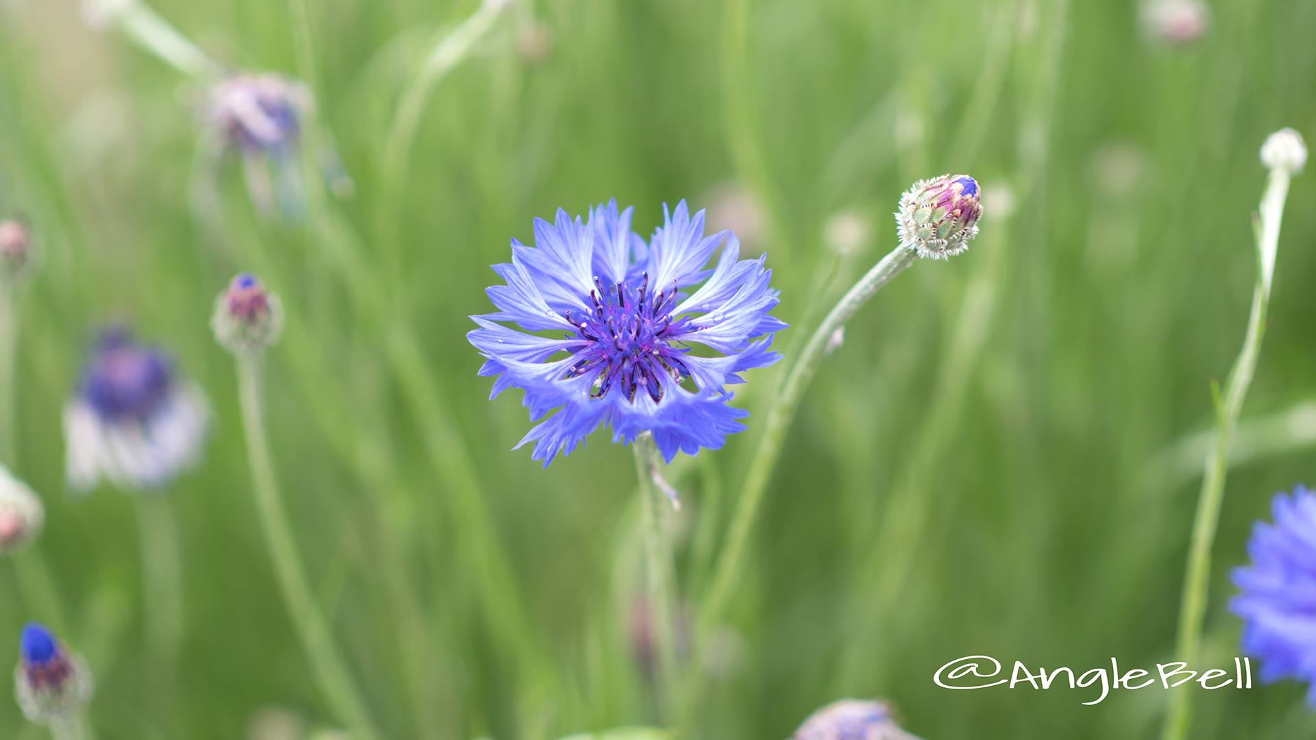 ヤグルマギク 矢車菊 Flower Photo1