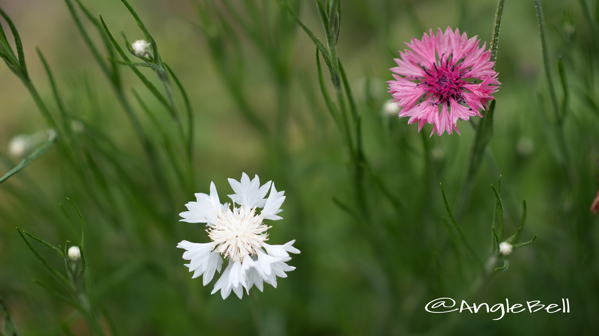 ヤグルマギク 矢車菊 Flower Photo６