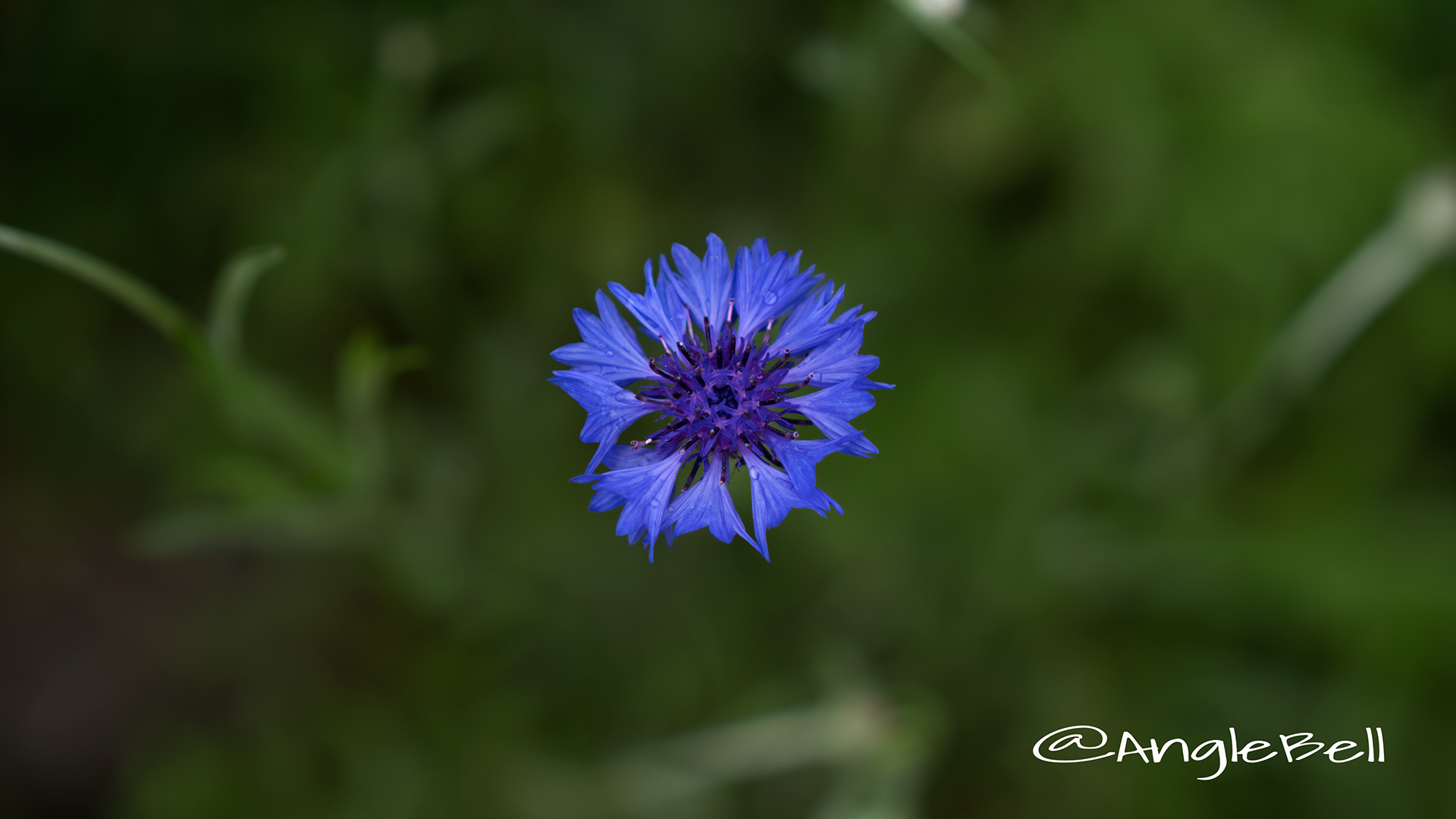 ヤグルマギク 矢車菊 Flower Photo５