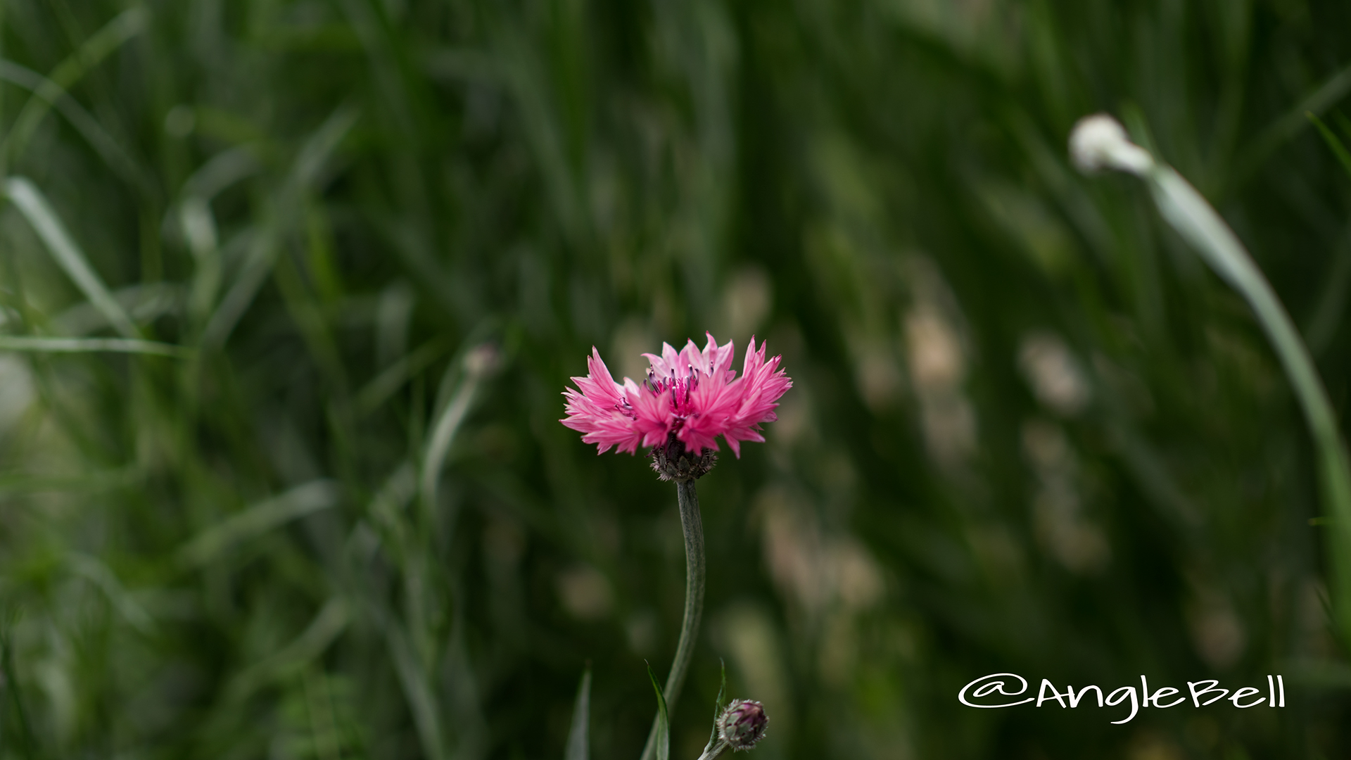 ヤグルマギク 矢車菊 Flower Photo５