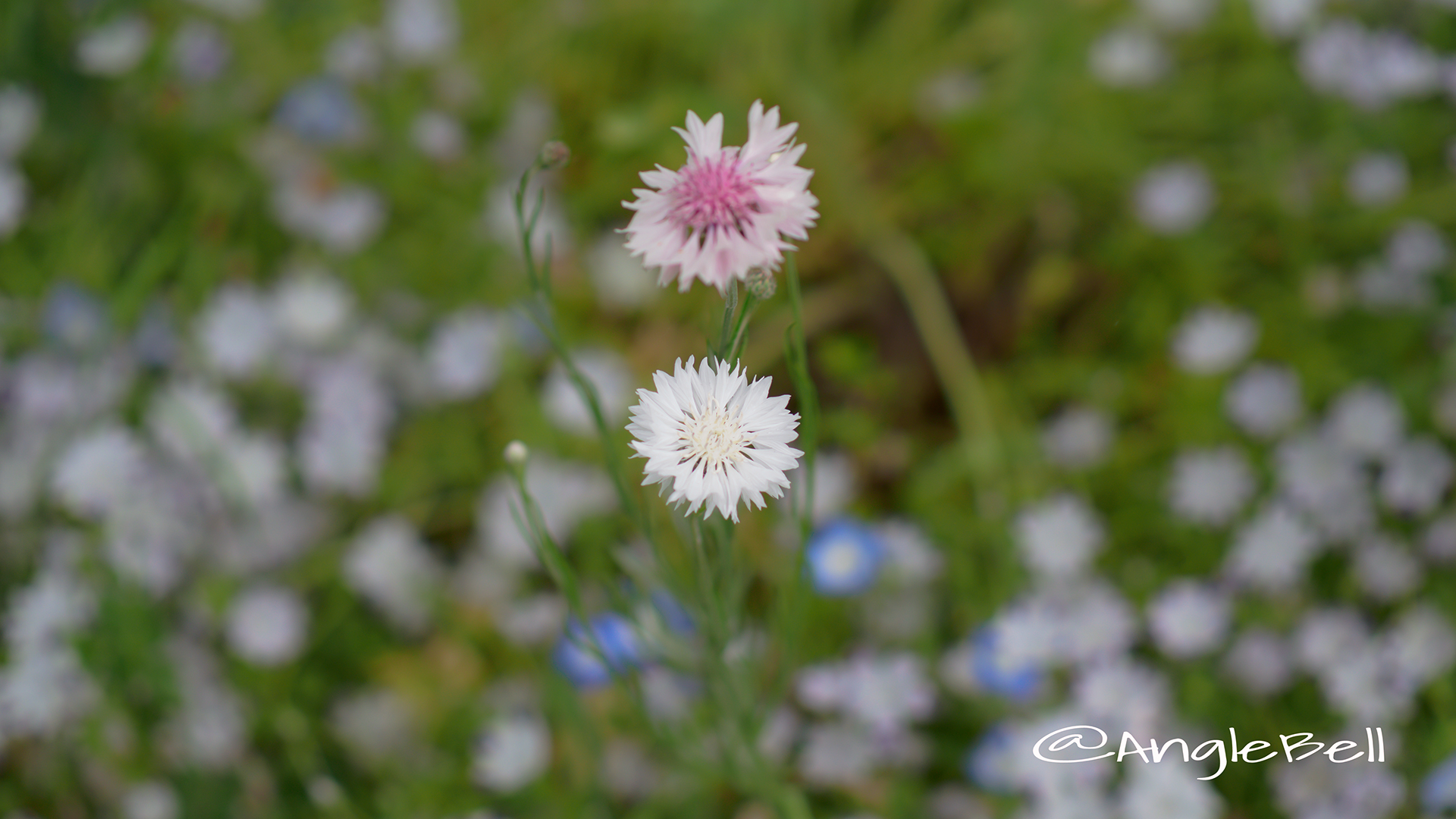 ヤグルマギク 矢車菊 Flower Photo４