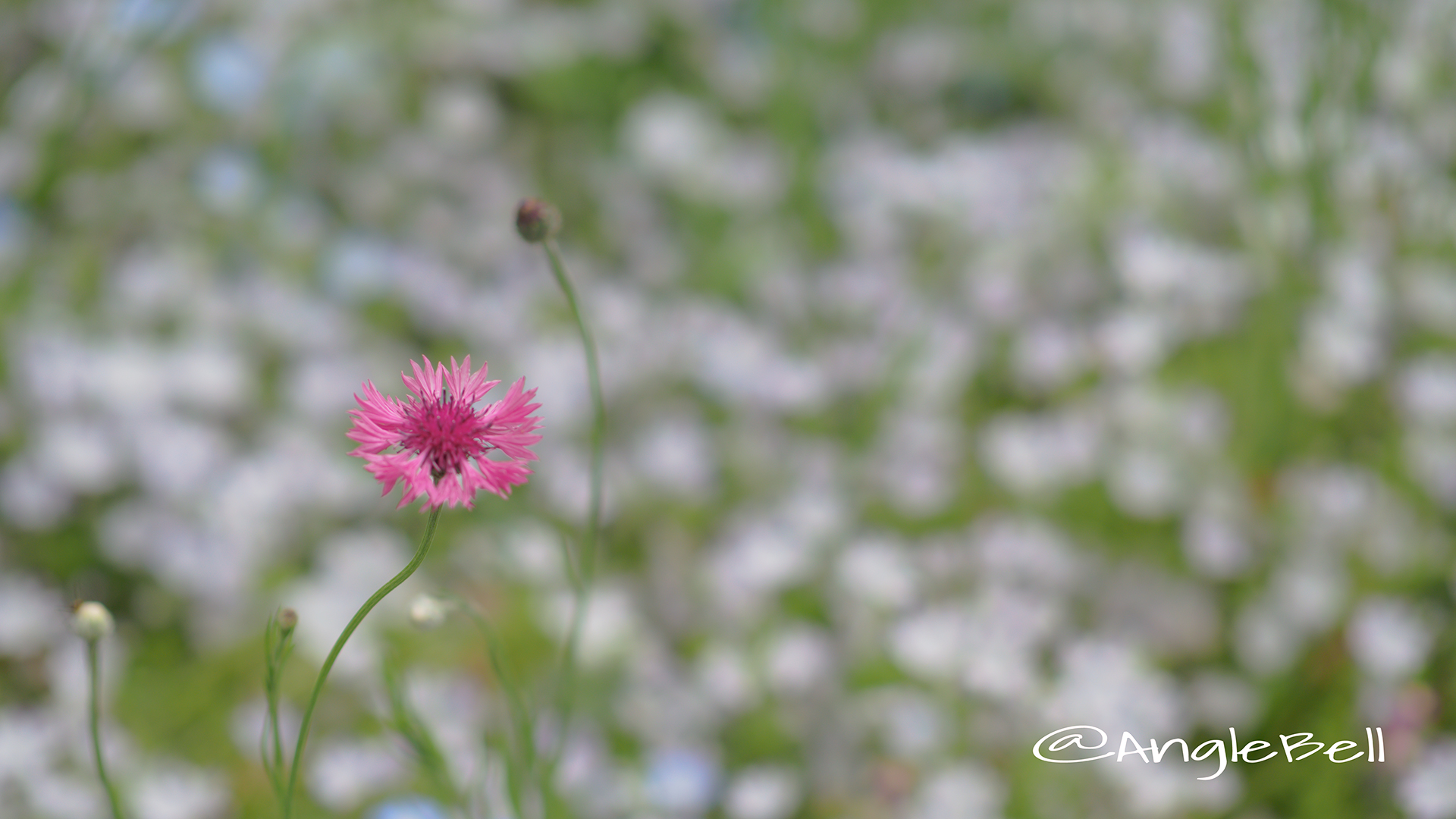 ヤグルマギク 矢車菊 Flower Photo３