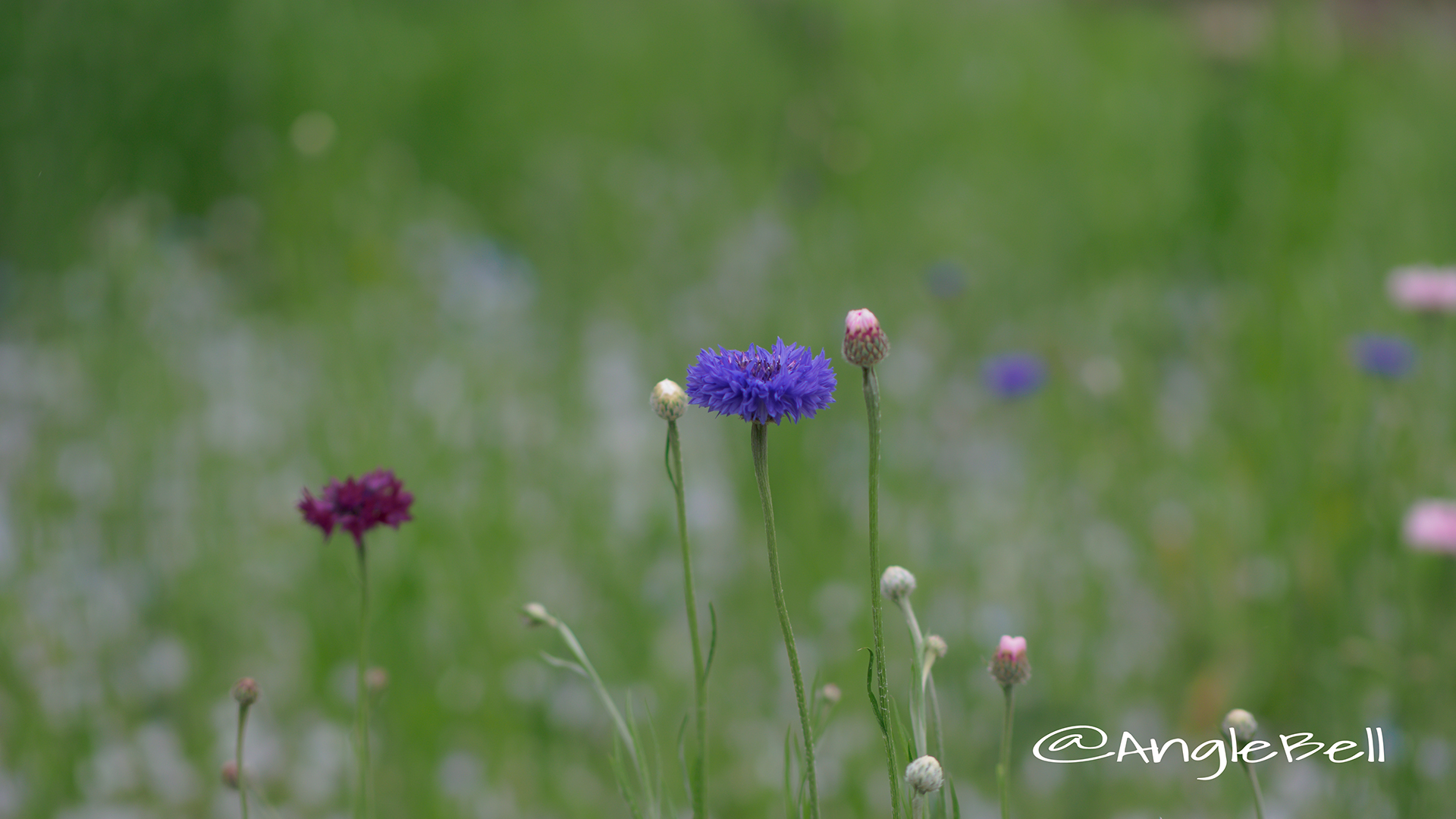 ヤグルマギク 矢車菊 Flower Photo７