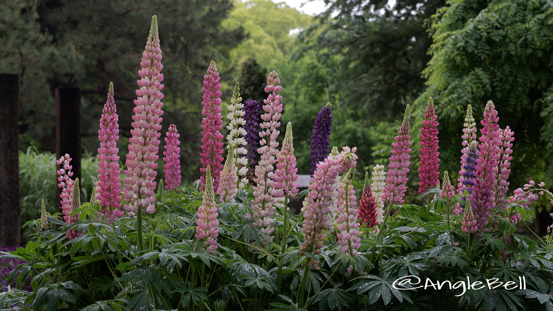 ノボリフジ 昇り藤 Flower Photo2