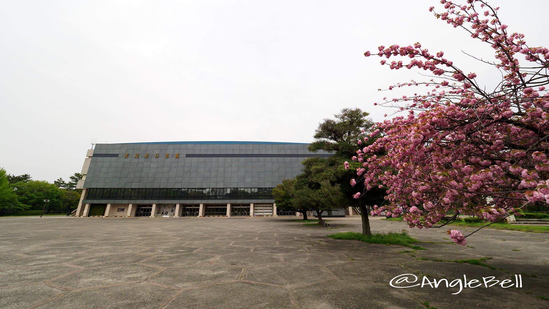 愛知県体育館と八重桜