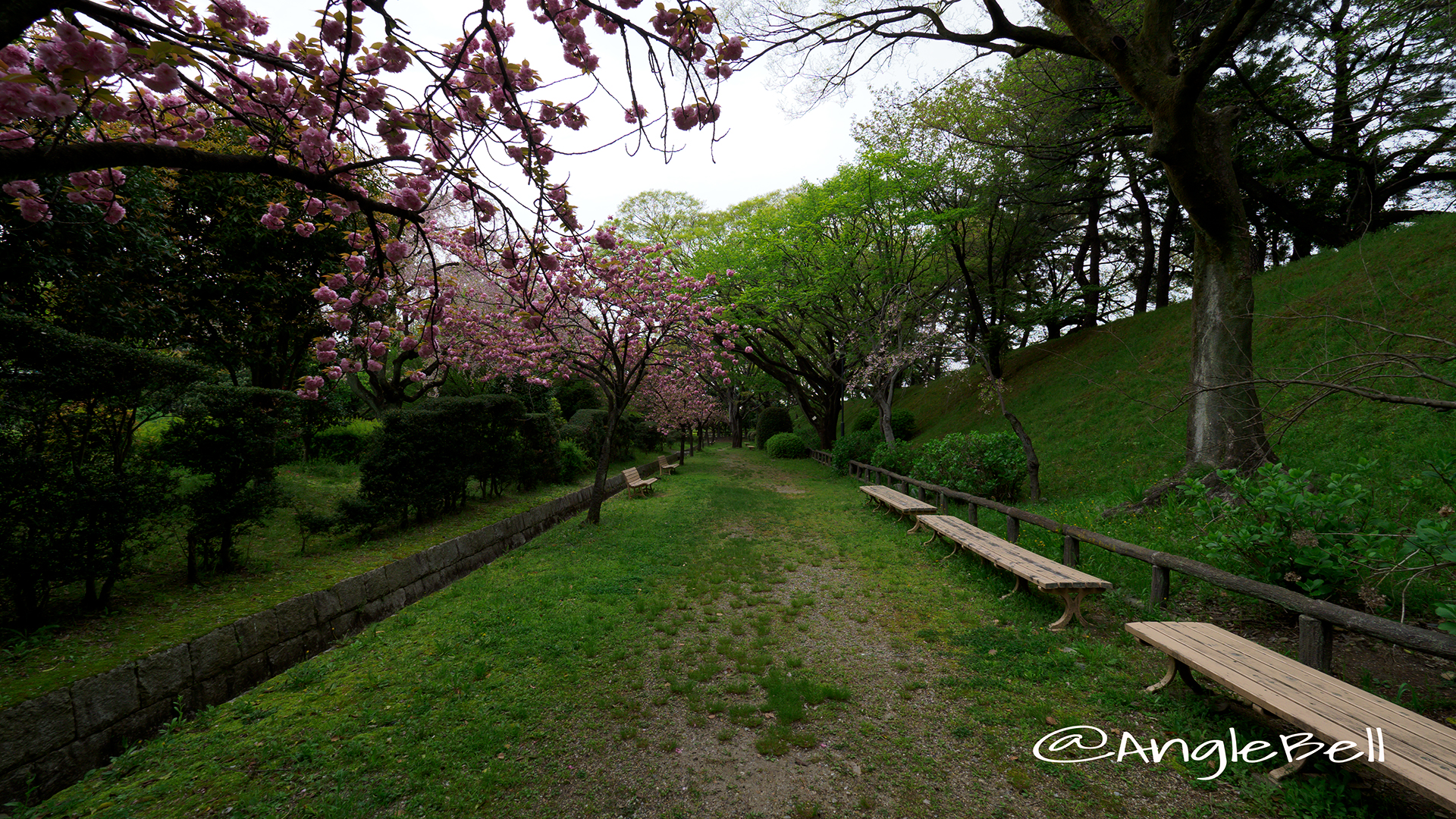 名古屋城 二之丸東庭園 八重桜