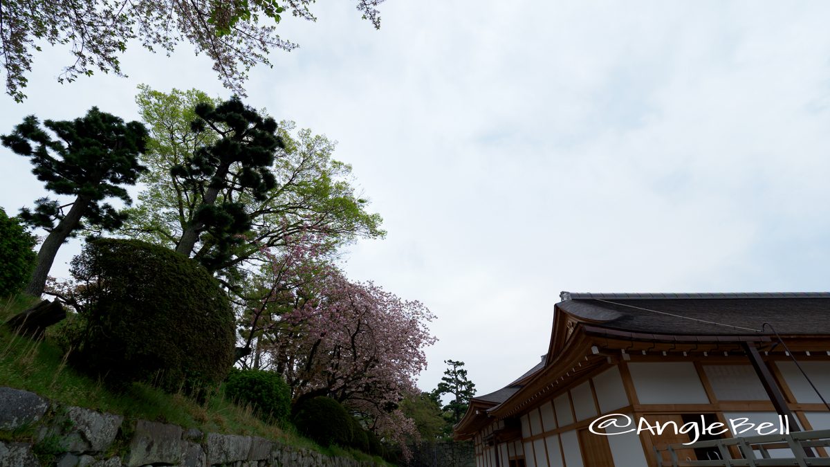 本丸御殿と東南隅櫓 内堀の八重桜