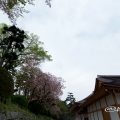 本丸御殿と東南隅櫓 内堀の八重桜