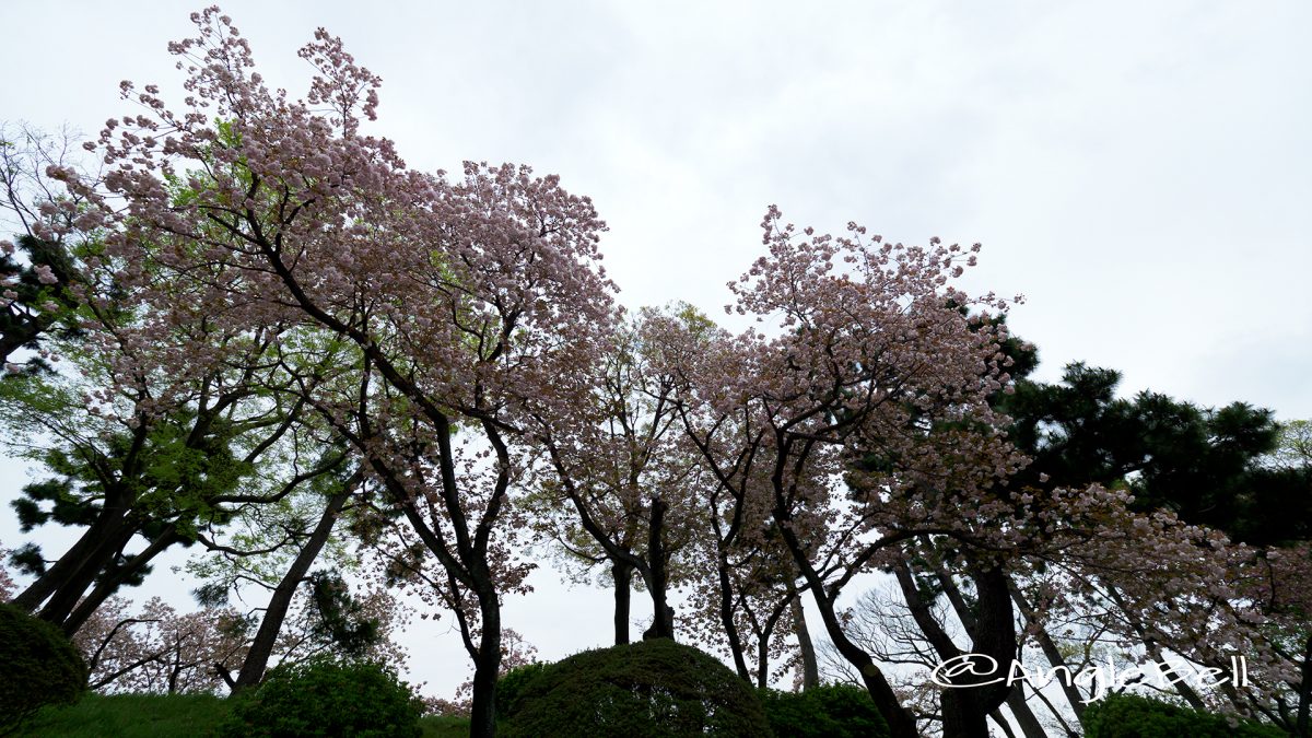 東南隅櫓 内堀の八重桜