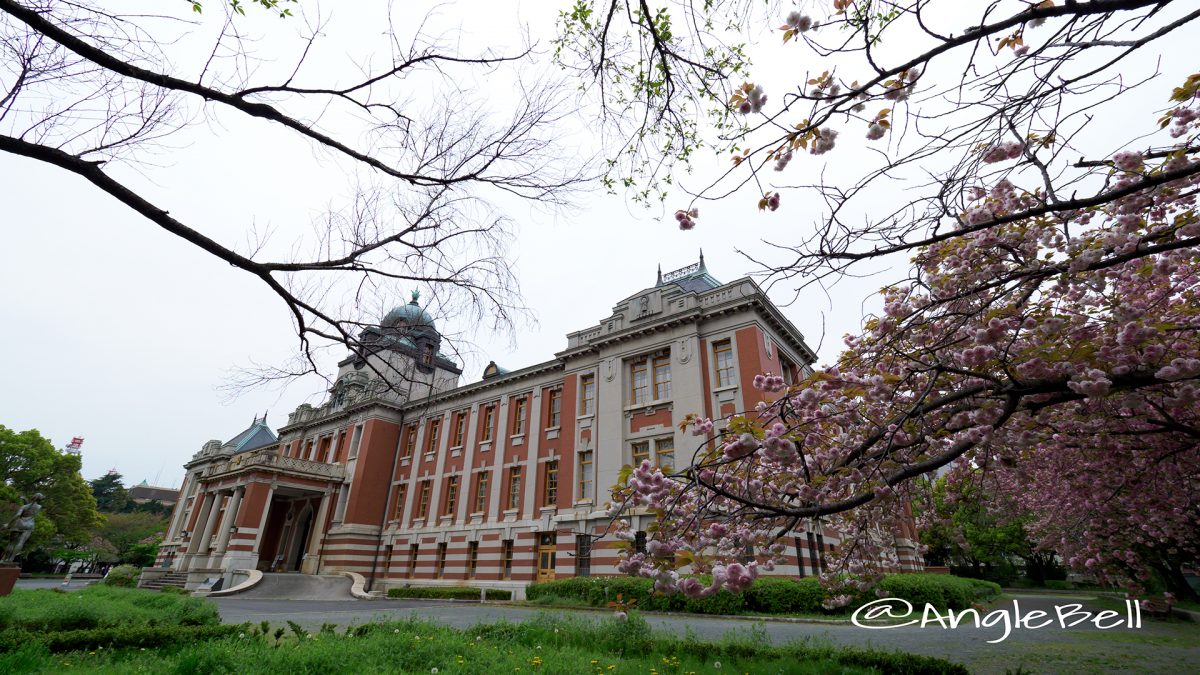 名古屋市市政資料館 八重桜