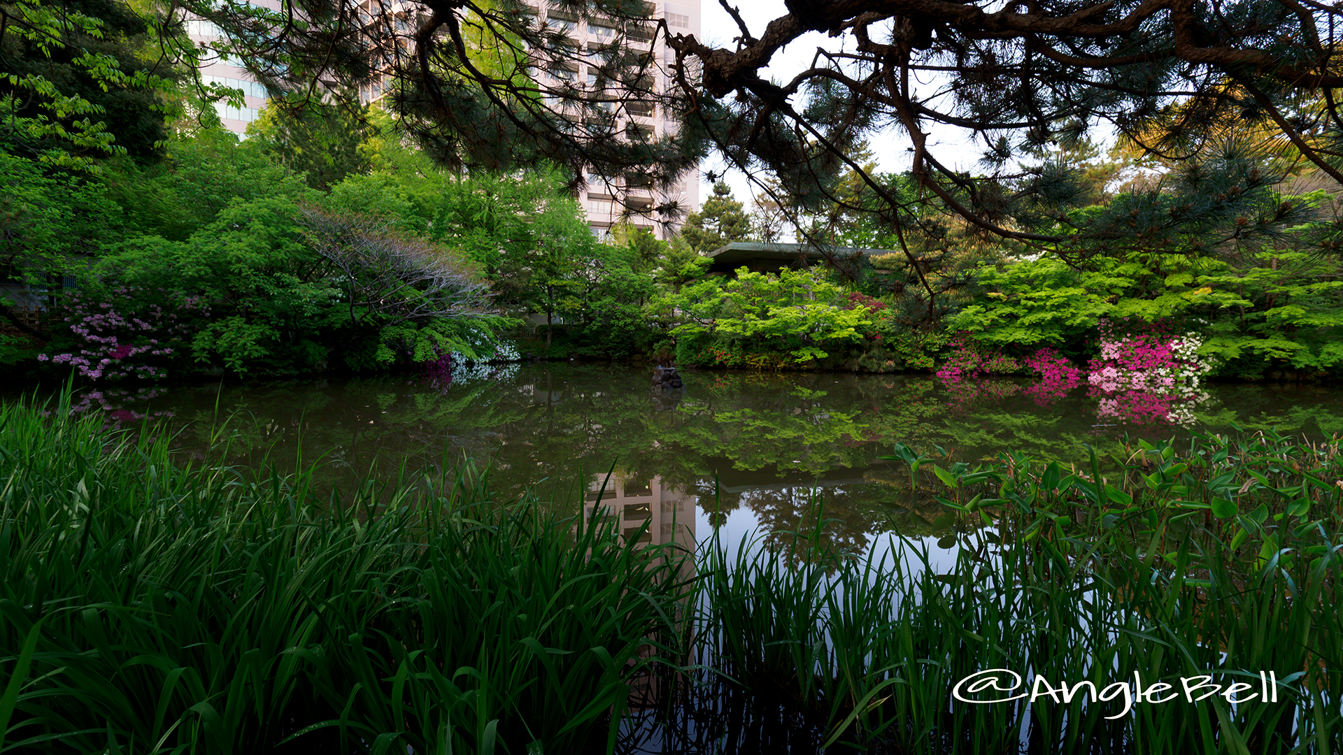 鶴舞公園 秋の池のツツジ(躑躅)