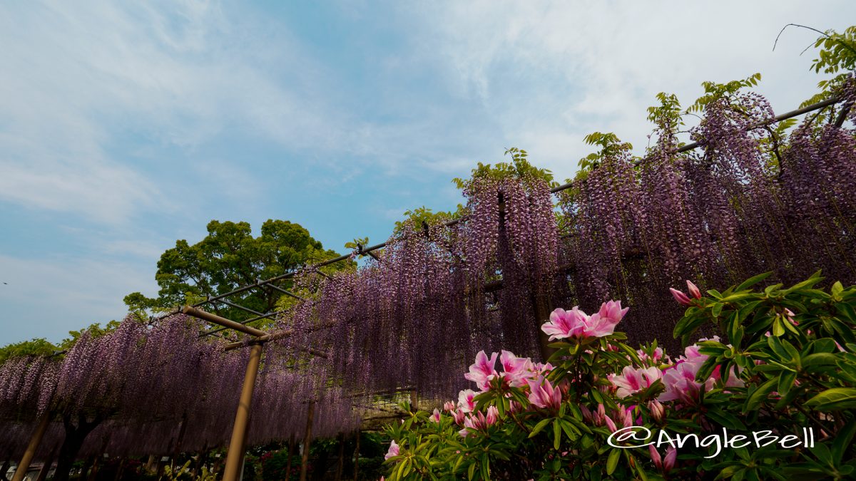 愛知県江南市 曼陀羅寺 藤まつり2017