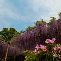 愛知県江南市 曼陀羅寺 藤まつり2017