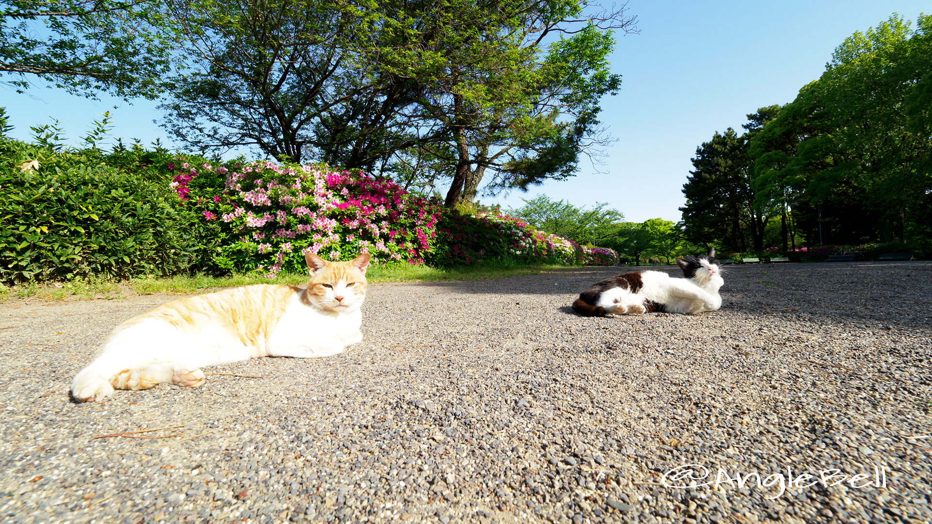 名城公園 ネコとツツジ