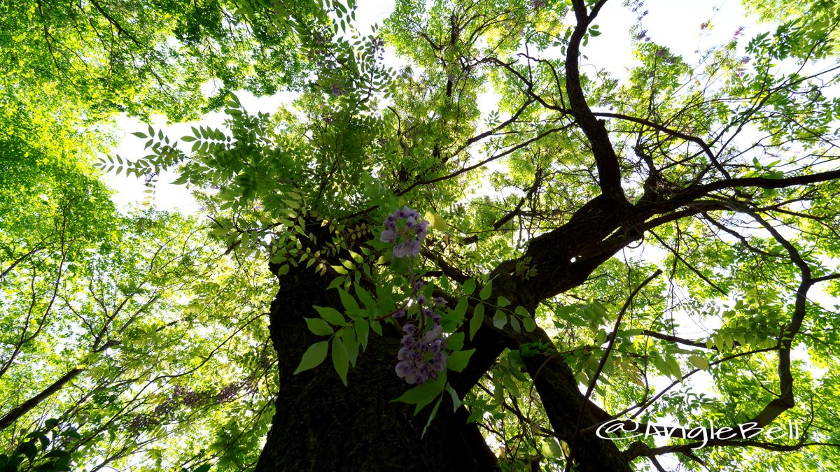 東山動植物園 万葉の散歩道(尾根筋) 藤の木
