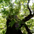 東山動植物園 万葉の散歩道(尾根筋) 藤の木